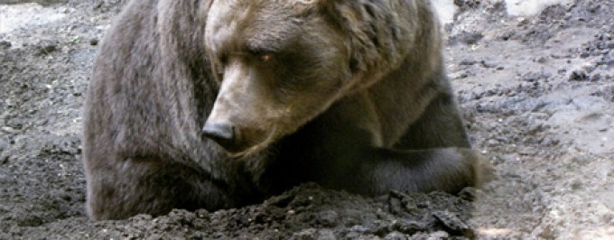 The Grizzly tries a mud hole, but fails