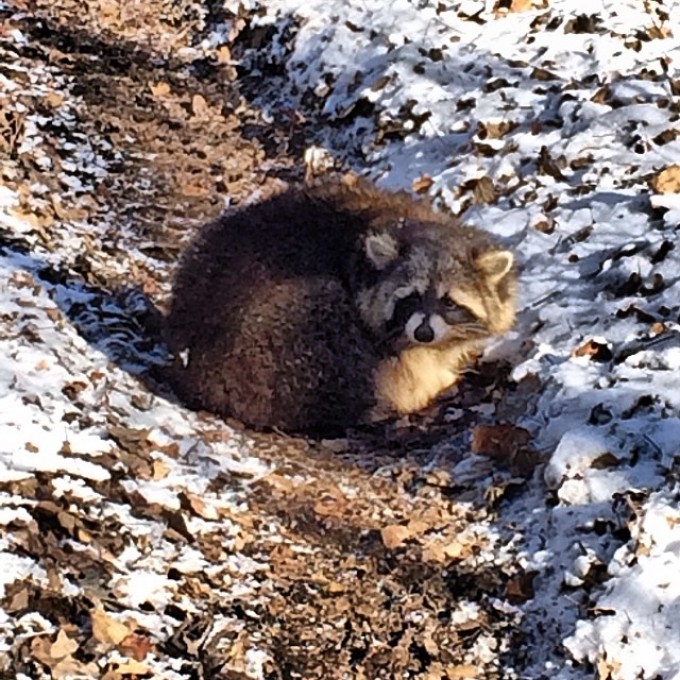 This little guy stalked us 4-5 times. Wouldn’t back down. Until he saw the Grizz. #swampdonkeys